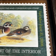 Framed Wood Duck Migratory Bird Hunting Conservation Stamp Print 2007-2008 Art