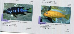 AQUALOG, Fold Poster – Freshwater Coral Fish: Malawi Cichlids