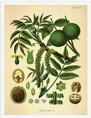 Vintage Botanical Floral Canvas Prints Set of 2 Unframed Orange Walnut 16″ x 20″