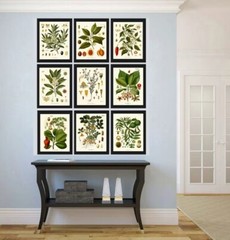 Herbs and Spices Print Set Botanical Wall Art of 9 Prints Beautiful Unframed