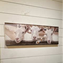 Horizontal Cows Farm Animal Print Wall Decor – White Brown Gray