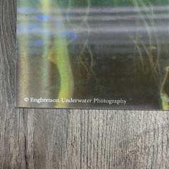 3D Art Wildlife Hologram Lenticular Poster Fish Pike Musky Place Mat 17”x11”