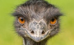 EMU POSTER PICTURE PHOTO PRINT bird australia long neck ostrich gray 4686