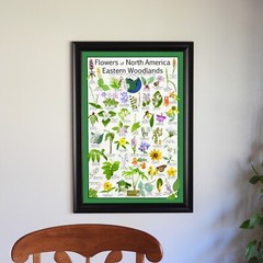 Native Wildflowers of Eastern Woodlands / Native Flower Identification Poster