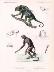 12736.Decoration Poster.Home wall.Room art design.Spider monkey anatomy.Science
