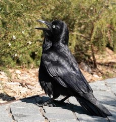 AUSTRALIAN RAVEN BIRD GLOSSY POSTER PICTURE PHOTO BANNER PRINT 9283