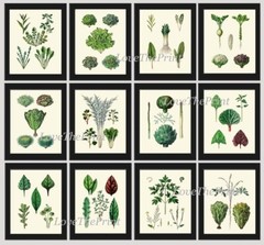 Salad Leaf Botanical Wall Art Set of 12 Prints Beautiful Antique Unframed
