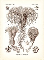 Sea Lilies Scientific Art Ernst Haeckel 1904 Botanical Illustration 4×6″-16×20″