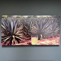 Weone Artwork Agave Plantation Canvas Wall Print 24″x48″ Mezcal Tequila Decor