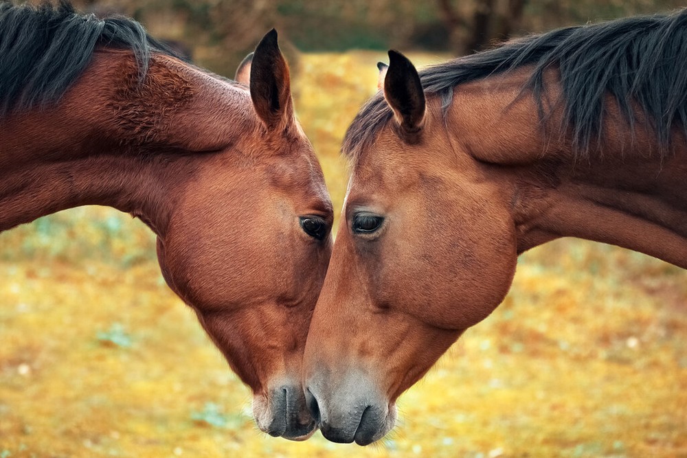 Horse Love and Tenderness Photo Art Print Poster 18×12
