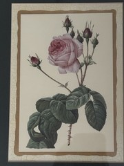 Wall Hanging Rose Print Matted Gold Frame 10×12 Glass Front New Display Unit