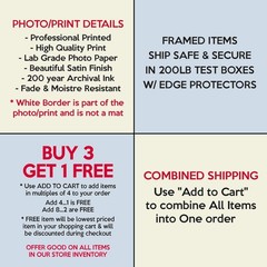 FRENCH BULLDOG Dog Pet Photo Picture Print 8×10 8.5×11 11×14 W2