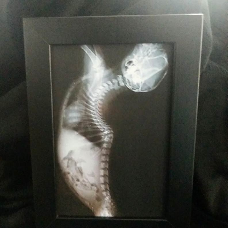 4×6 Frame Photo Cat Xray Print Oddities Unusual Decor Abdomen Bones Skeleton