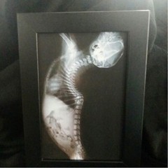 4×6 Frame Photo Cat Xray Print Oddities Unusual Decor Abdomen Bones Skeleton