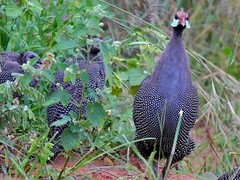 EXTINCT HELMETED GUNIEAFOWL BIRD GLOSSY POSTER PICTURE PHOTO PRINT BANNER 10195