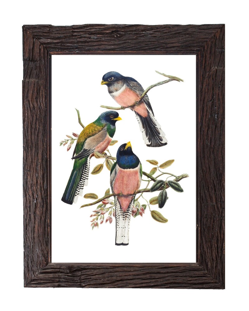 Vintage Trogon Bird Illustration Antique Retro Home Decor 5×7 Wall Art Print