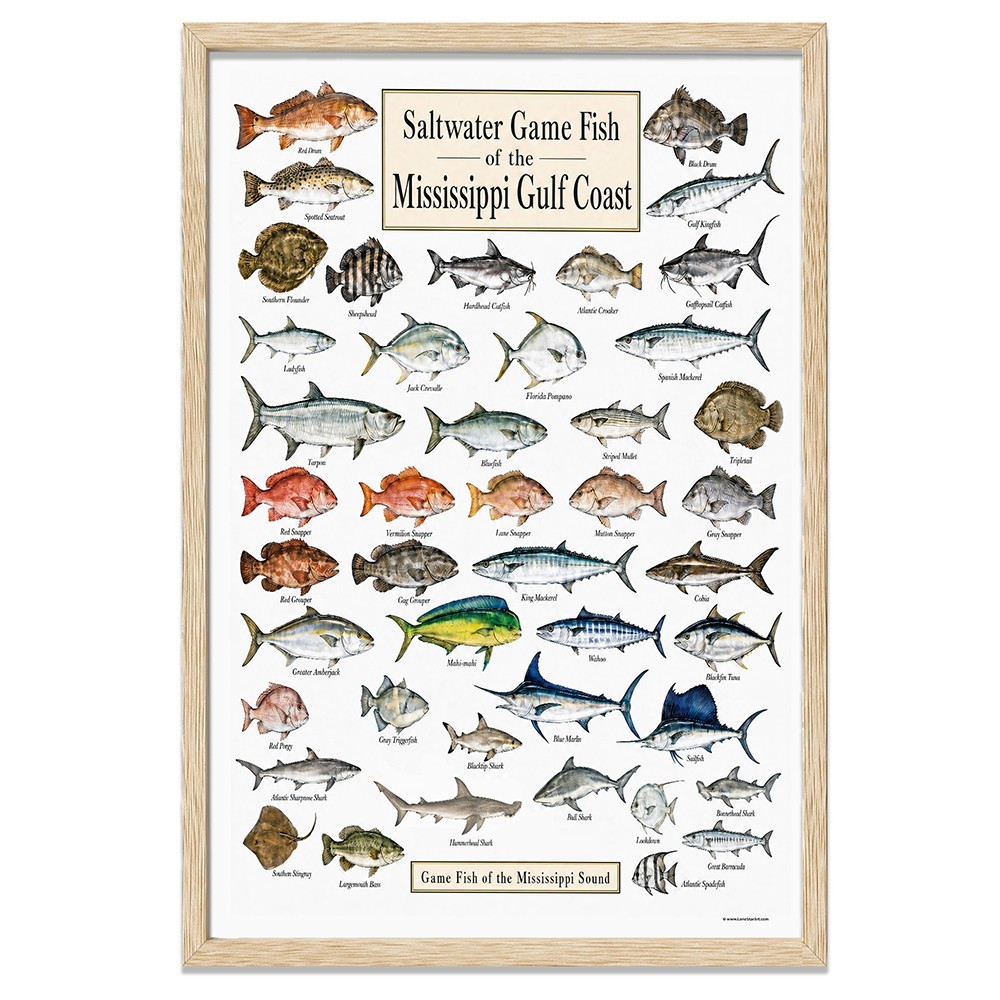 Mississippi Gulf Coast Fish Framed Poster 24×36 – Saltwater Fishing Chart