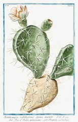 13755.Decor Poster.Room floral design.Garden plant.Botanical art.Cactus flower