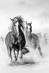 Wild Mustang Horses Running Galloping Free Horse Herd On Dusty Plains Black And