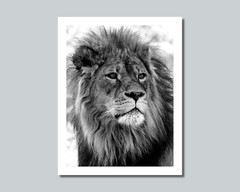 LION Photo Picture AFRICA SAVANNA KING 8×10 11×14 16×20 w/Framed Option (W5)