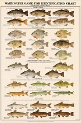 Warmwater Game Fish Poster Freshwater Fish ID Chart Bass Bluegill Fishing Decor