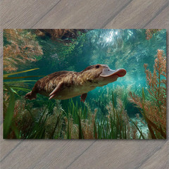 Art Print Platypus Underwater Swimming Aquatic Wildlife Australia River