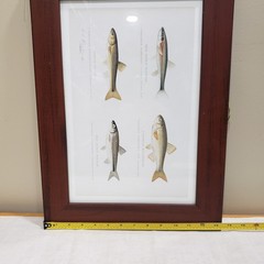 Fish Print Framed Minnow Species Illustration Natural History Cabin Wall Art