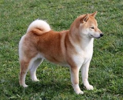 SHIBA INU DOG GLOSSY POSTER PICTURE PHOTO PRINT BANNER funny cute meme doge 8809