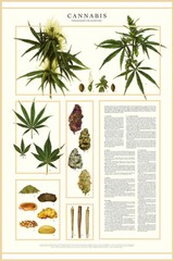 Cannabis Sativa Botanical Guide Weed Plant Art Wall Room Poster – POSTER 20×30