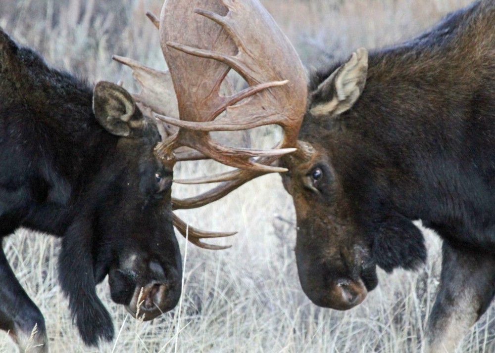 MOOSE BULL GLOSSY POSTER PICTURE PHOTO BANNER elk deer antlers cow canada 4846