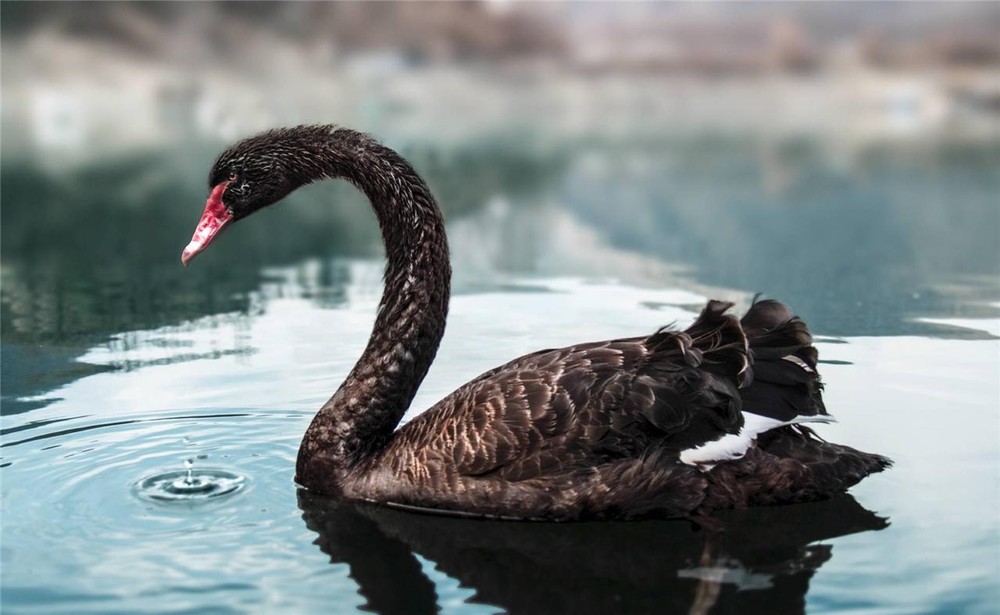 BLACK SWAN GLOSSY POSTER PICTURE PHOTO PRINT bird beautiful cute water lake 2089