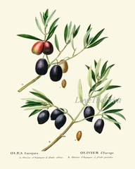 Olive Botanical Wall Art Set of 6 Prints Beautiful Antique Vintage Unframed