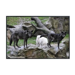 Lupus Wolf Poster – Wilderness Wildlife Wall Art Print for Living