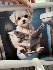 12″x18” Maltese Shitzhu Bathroom Toilet NewsPaper Funny Cute Poster *No Frame*