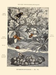 Decoration Poster.Home wall art.Room design.French Insects Science decor.9138