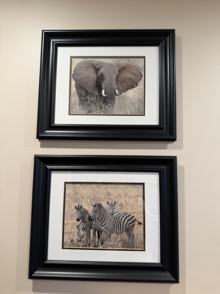 Framed Safari Animal Prints Elephant Zebra 17×14 Inch Decorative Paper Art