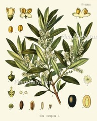 Herbs and Spices Print Set Botanical Wall Art of 9 Prints Beautiful Unframed