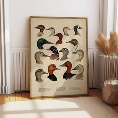 Antique Waterfowl Print Duck Hunting Poster Ornithology Wall Art