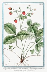 13746.Decor Poster.Room floral design.Garden plant.Botanical art.Strawberry