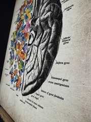 Brain Art Butterfly Anatomy Canvas Wall Art Human Canvas Print 15 X 11.5 Inch