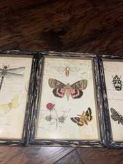 Nature Botanical Rustic Framed Prints Set Of 3 WallArt DragonflyButterflyInsects