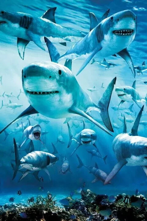 SHARK INFESTED WATERS NATURE SCHOOL OF SHARKS Poster 24″x36″ Rolled – New