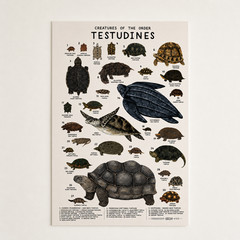 Testudines Turtle Species Chart Poster, Nature Study Wall Art | Multiple Sizes
