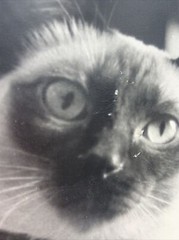 Vintage Siamese Cat B&W Photograph on Board Wall Art 8″ x 13.5″