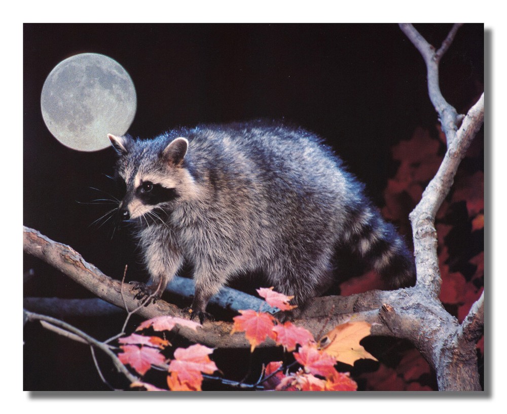Raccoon Climbing in Tree at Night Full Moon Photo Wall Picture 8×10 Art Print