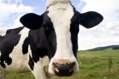 DAIRY COW GLOSSY POSTER PICTURE PHOTO PRINT holstein friesian black white 5239