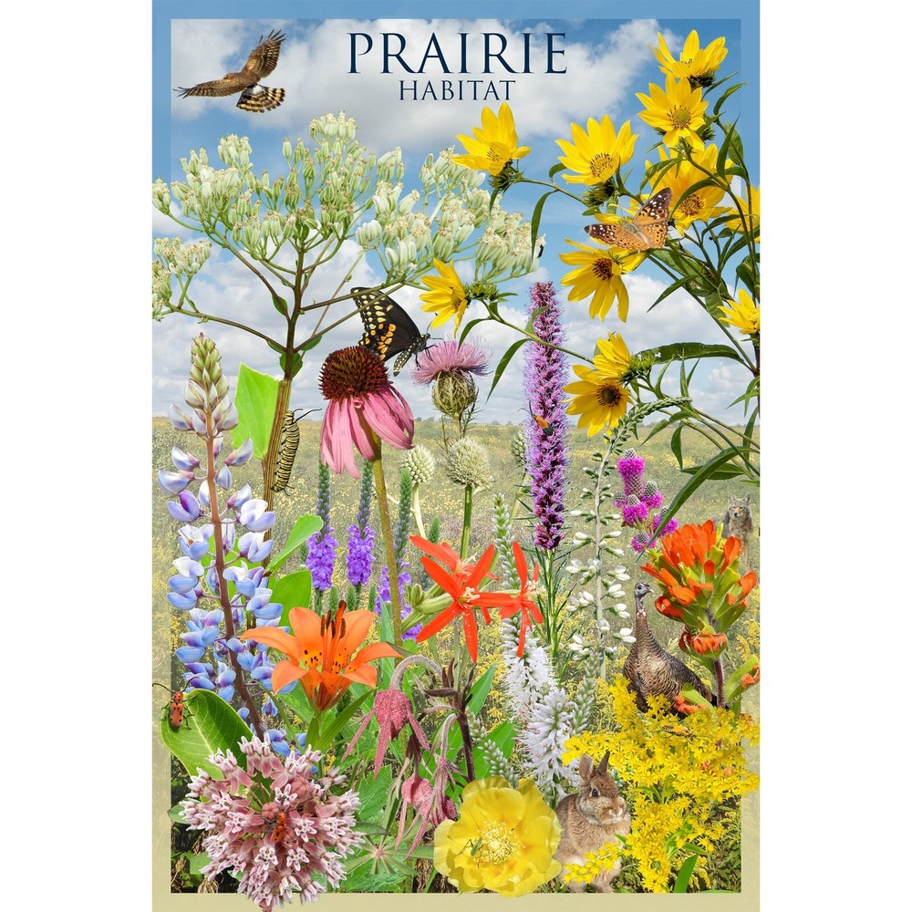 Prairie Habitat Nature Poster – Native Wildflowers and Wildlife of North America