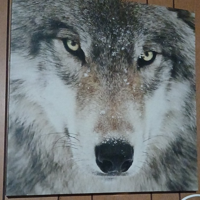 Realistic Wolf Face Animal Print Poster Gray Brown White Black Vertical Decor