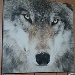 Realistic Wolf Face Animal Print Poster Gray Brown White Black Vertical Decor