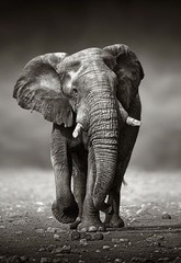 Black & White Elephant Painting Quality 100% cotton Canvas wall home decor